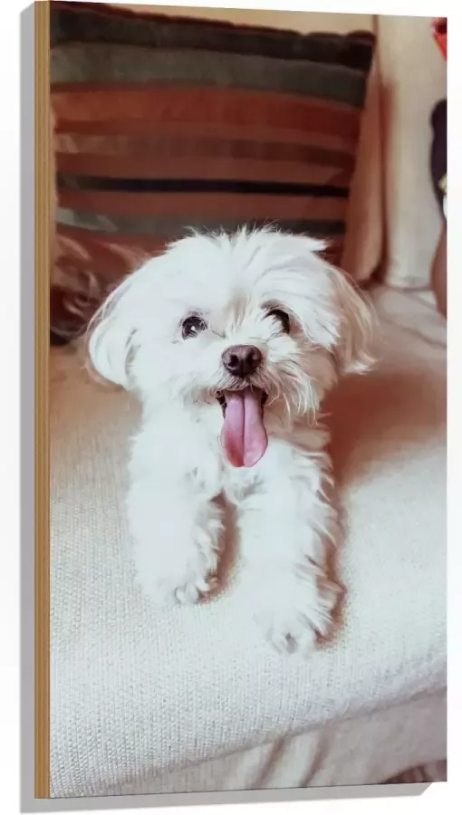 Hout Witte Malteser Hond met Uitstekende Tong op Beige Bank 50x100 cm 9 mm dik Foto op Hout (Met Ophangsysteem)