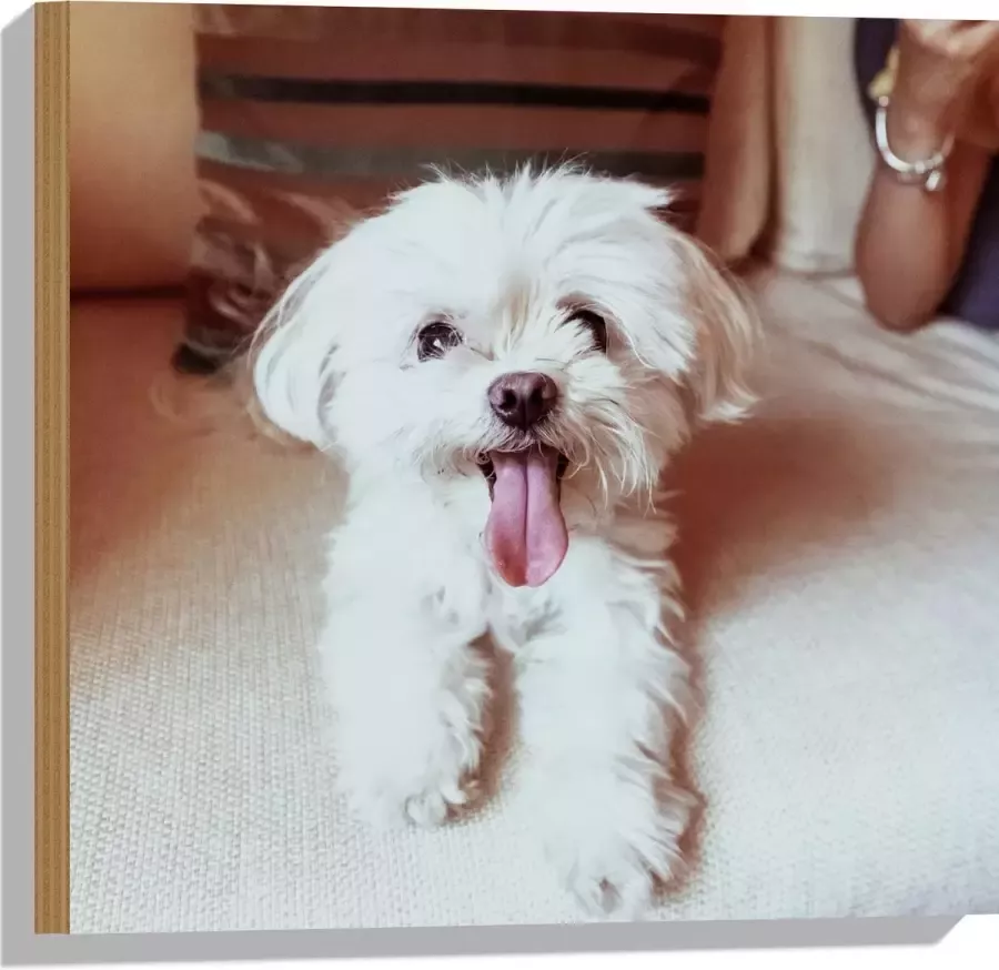 Hout Witte Malteser Hond met Uitstekende Tong op Beige Bank 50x50 cm 9 mm dik Foto op Hout (Met Ophangsysteem)