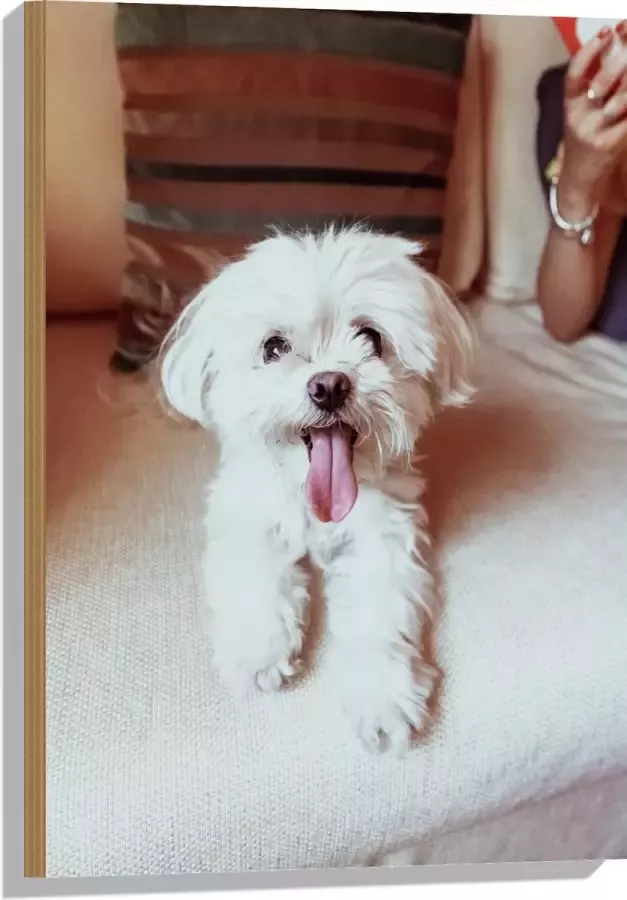 Hout Witte Malteser Hond met Uitstekende Tong op Beige Bank 50x75 cm 9 mm dik Foto op Hout (Met Ophangsysteem)