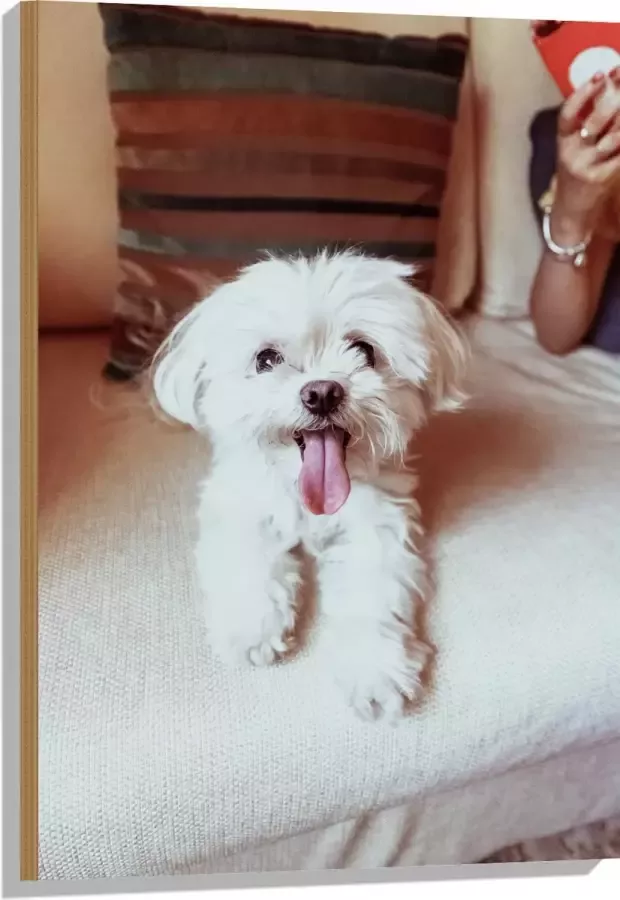 Hout Witte Malteser Hond met Uitstekende Tong op Beige Bank 60x90 cm 9 mm dik Foto op Hout (Met Ophangsysteem)