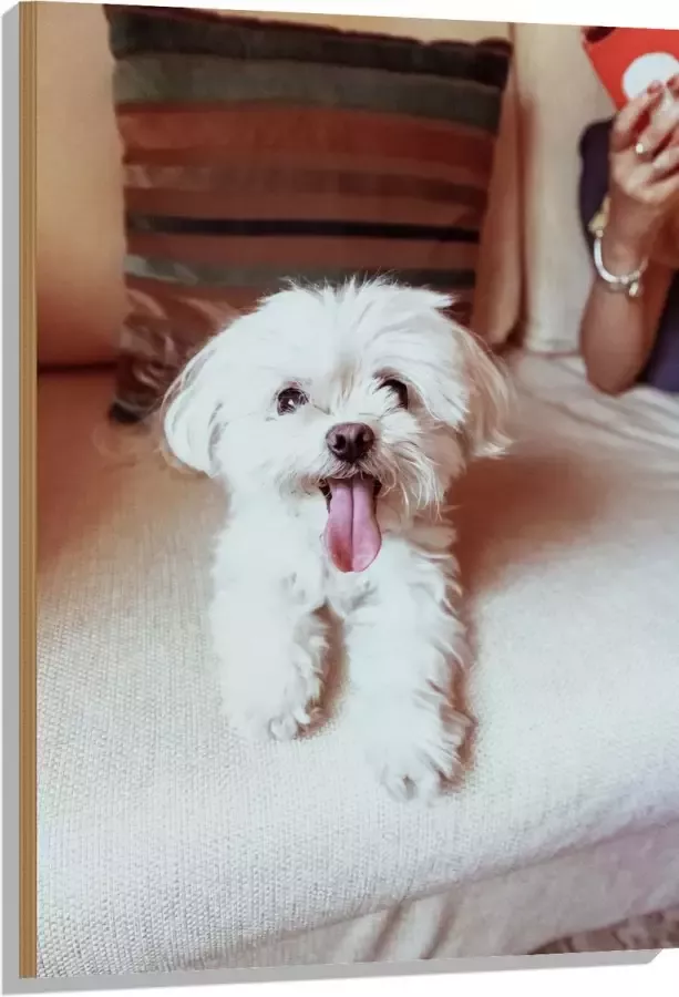 Hout Witte Malteser Hond met Uitstekende Tong op Beige Bank 70x105 cm 9 mm dik Foto op Hout (Met Ophangsysteem)