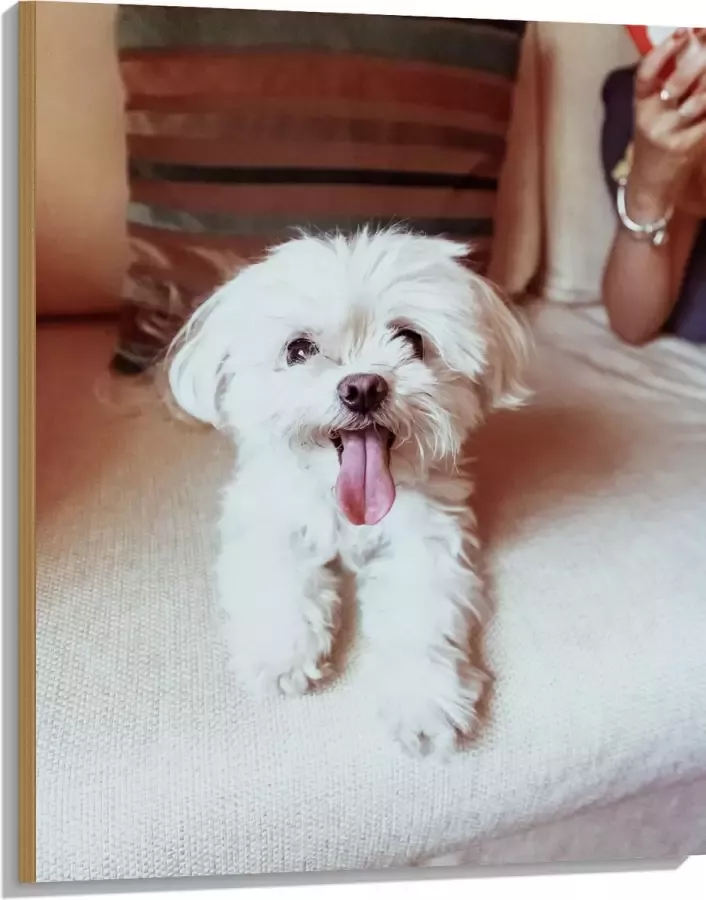 Hout Witte Malteser Hond met Uitstekende Tong op Beige Bank 75x100 cm 9 mm dik Foto op Hout (Met Ophangsysteem)