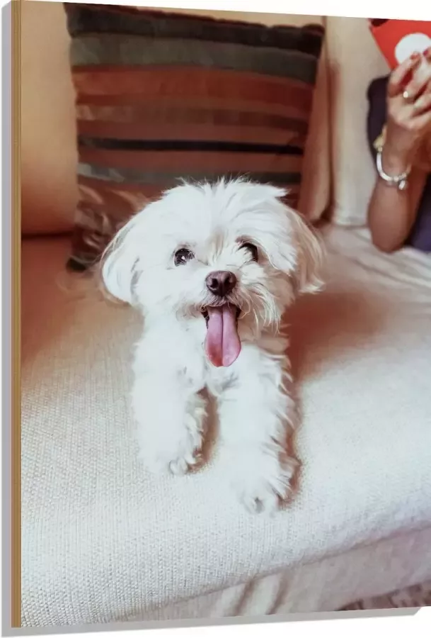 Hout Witte Malteser Hond met Uitstekende Tong op Beige Bank 80x120 cm 9 mm dik Foto op Hout (Met Ophangsysteem)