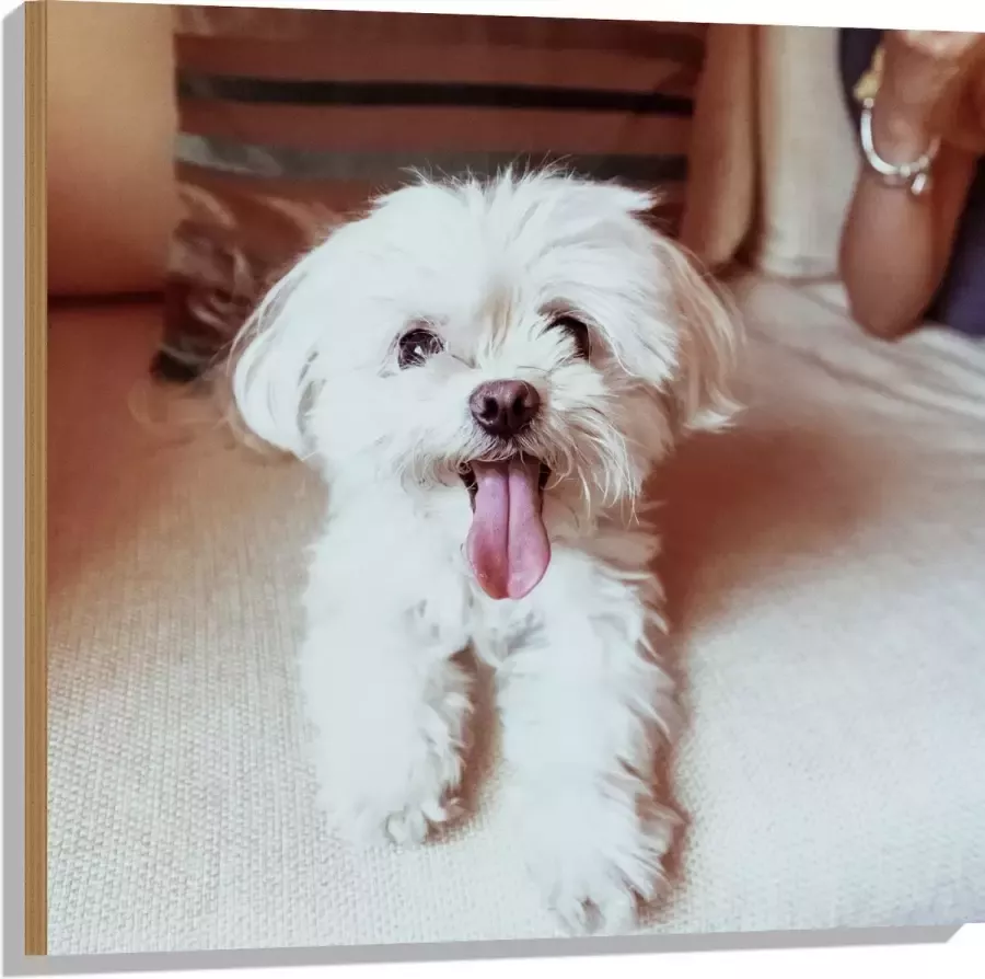 Hout Witte Malteser Hond met Uitstekende Tong op Beige Bank 80x80 cm 9 mm dik Foto op Hout (Met Ophangsysteem)