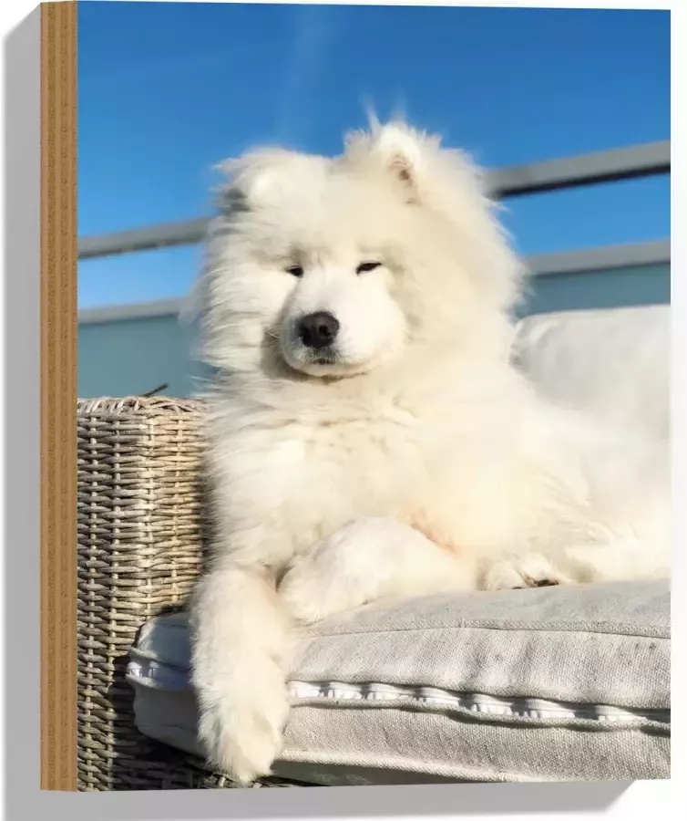 Hout Witte Pluizige Samoyeed Hond op Bank op Balkon 30x40 cm 9 mm dik Foto op Hout (Met Ophangsysteem)