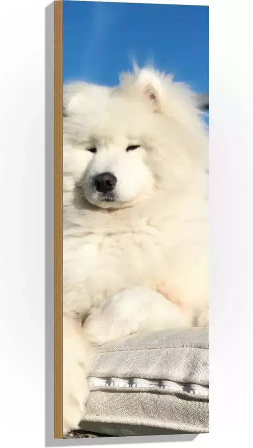 Hout Witte Pluizige Samoyeed Hond op Bank op Balkon 30x90 cm 9 mm dik Foto op Hout (Met Ophangsysteem)