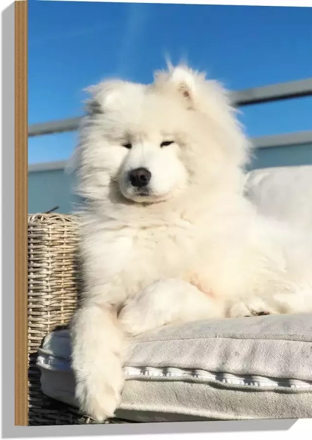 Hout Witte Pluizige Samoyeed Hond op Bank op Balkon 40x60 cm 9 mm dik Foto op Hout (Met Ophangsysteem)