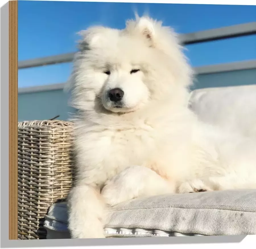 Hout Witte Pluizige Samoyeed Hond op Bank op Balkon 50x50 cm 9 mm dik Foto op Hout (Met Ophangsysteem)