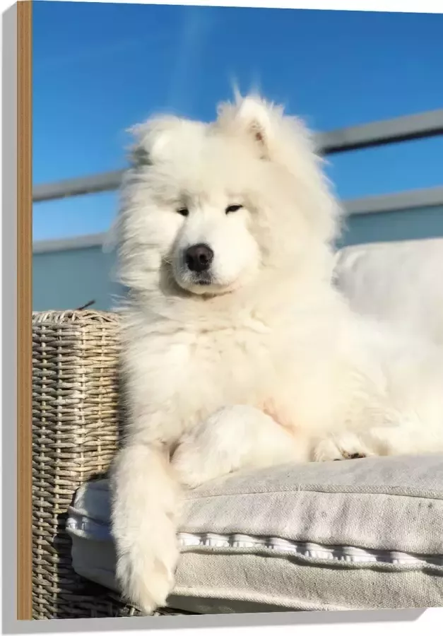 Hout Witte Pluizige Samoyeed Hond op Bank op Balkon 50x75 cm 9 mm dik Foto op Hout (Met Ophangsysteem)