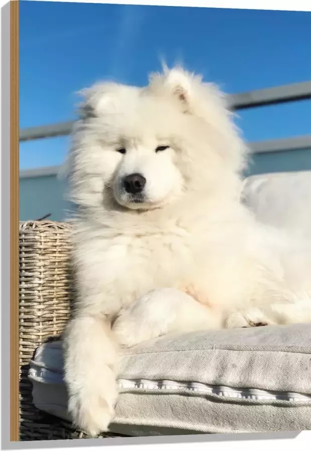 Hout Witte Pluizige Samoyeed Hond op Bank op Balkon 60x90 cm 9 mm dik Foto op Hout (Met Ophangsysteem)