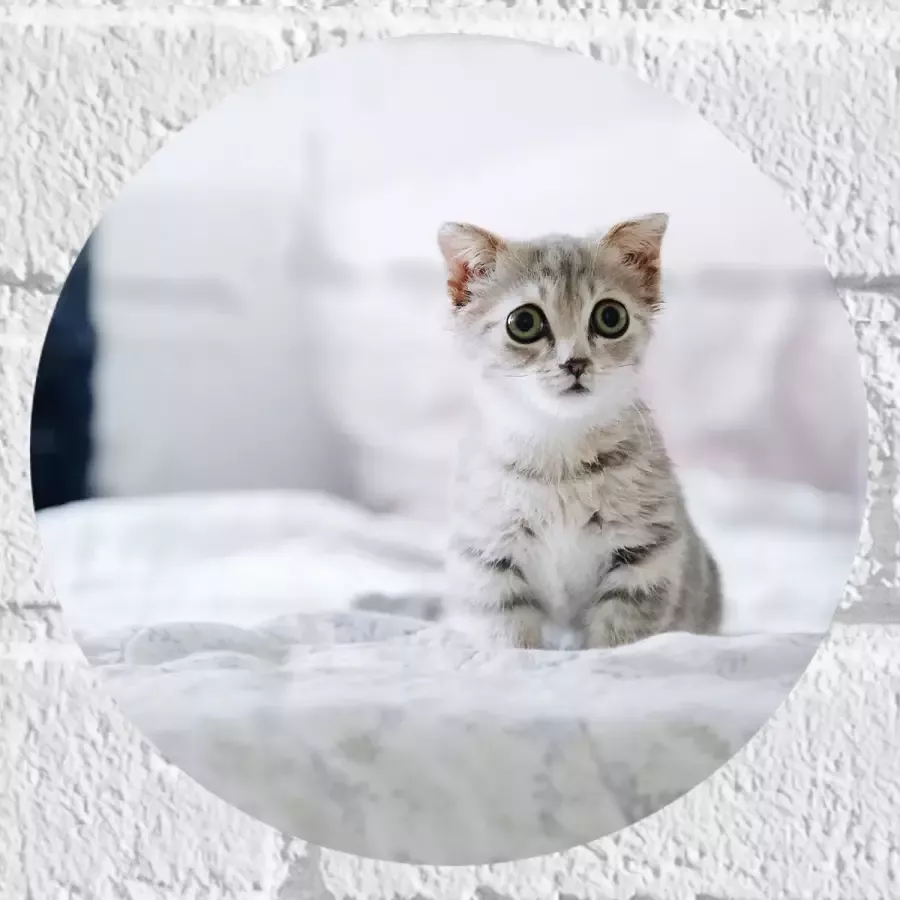 Muursticker Cirkel Grijze Kitten met Donkere Contouren op Lichaam Zittend op Bed 20x20 cm Foto op Muursticker