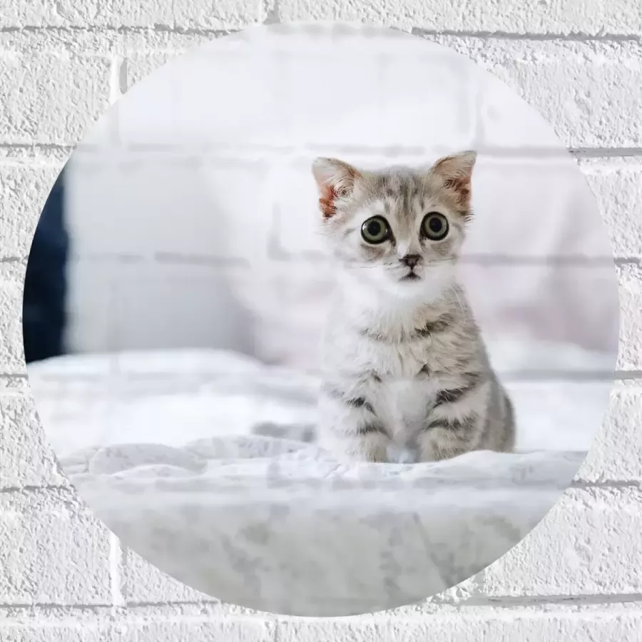 Muursticker Cirkel Grijze Kitten met Donkere Contouren op Lichaam Zittend op Bed 40x40 cm Foto op Muursticker