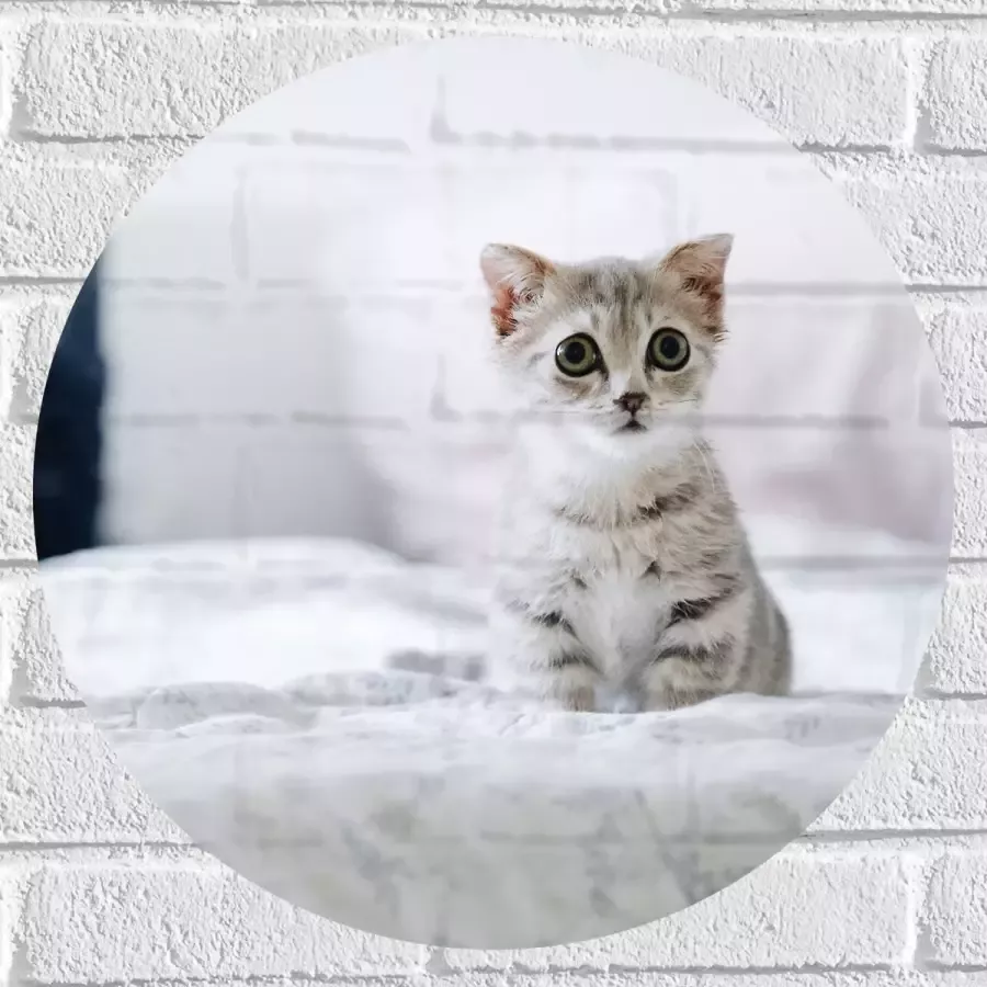 Muursticker Cirkel Grijze Kitten met Donkere Contouren op Lichaam Zittend op Bed 50x50 cm Foto op Muursticker