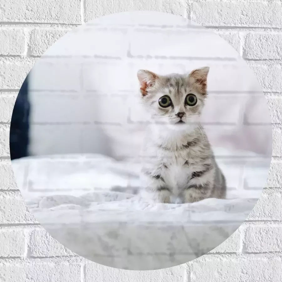 Muursticker Cirkel Grijze Kitten met Donkere Contouren op Lichaam Zittend op Bed 60x60 cm Foto op Muursticker