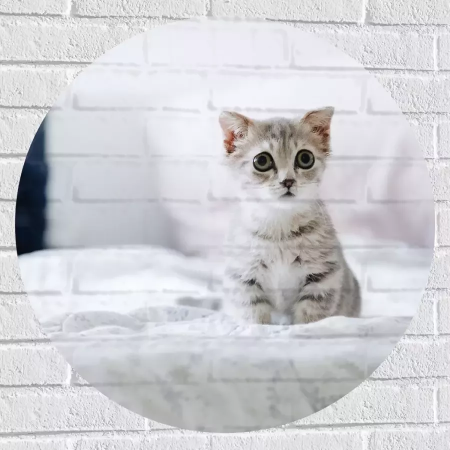 Muursticker Cirkel Grijze Kitten met Donkere Contouren op Lichaam Zittend op Bed 70x70 cm Foto op Muursticker
