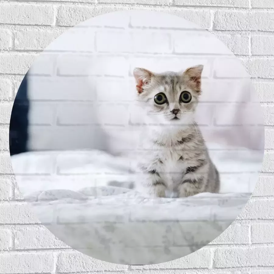 Muursticker Cirkel Grijze Kitten met Donkere Contouren op Lichaam Zittend op Bed 80x80 cm Foto op Muursticker