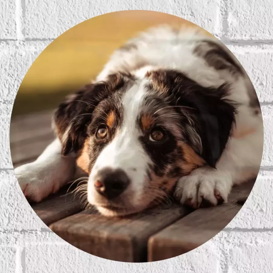 Muursticker Cirkel Liggende Zwart met Witte Hond op Houten Picknicktafel 30x30 cm Foto op Muursticker