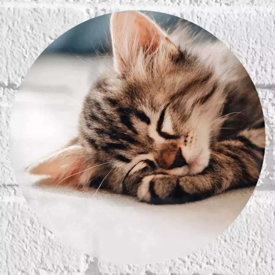 Muursticker Cirkel Rustende Kitten op Bank 20x20 cm Foto op Muursticker