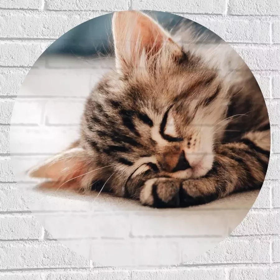 Muursticker Cirkel Rustende Kitten op Bank 70x70 cm Foto op Muursticker
