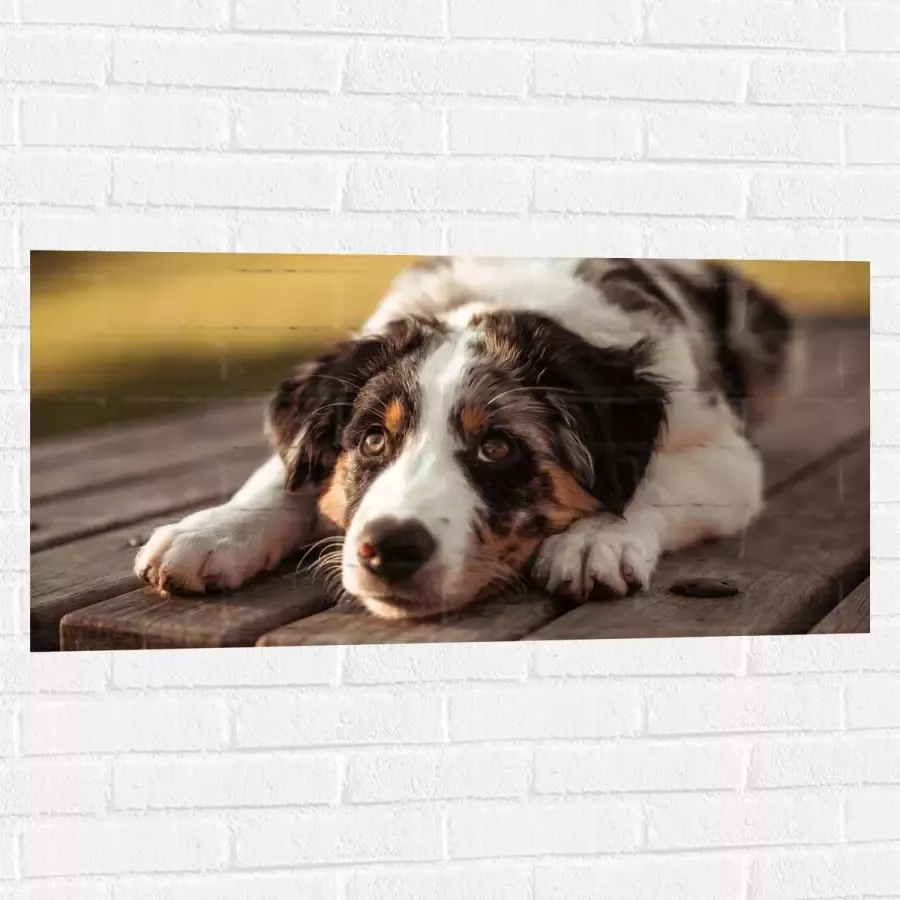 Muursticker Liggende Zwart met Witte Hond op Houten Picknicktafel 100x50 cm Foto op Muursticker