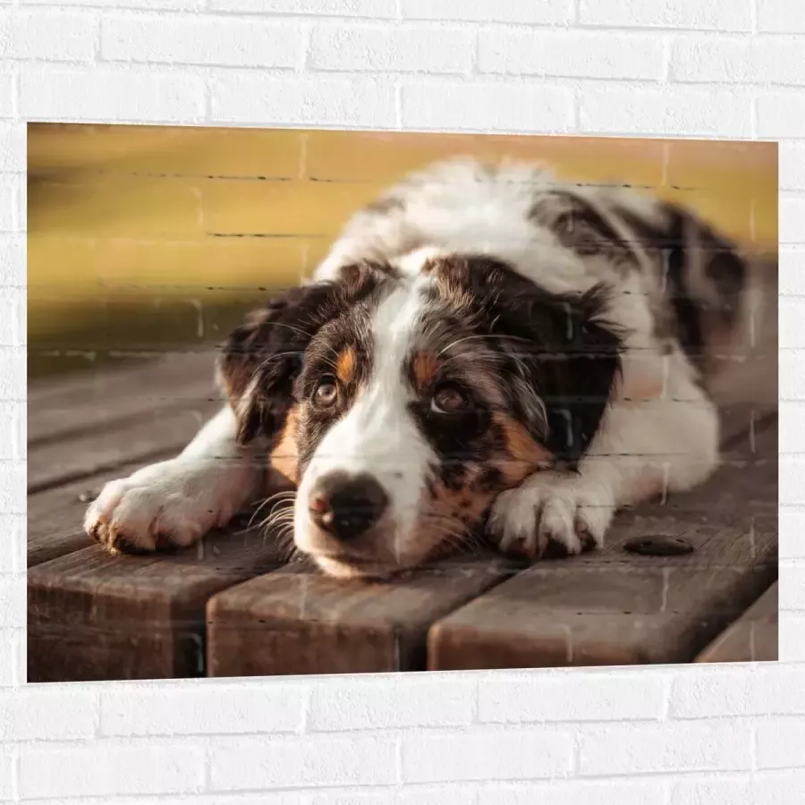 Muursticker Liggende Zwart met Witte Hond op Houten Picknicktafel 100x75 cm Foto op Muursticker