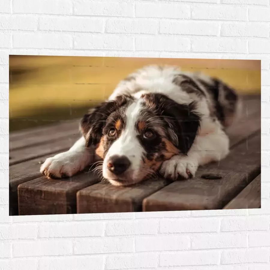 Muursticker Liggende Zwart met Witte Hond op Houten Picknicktafel 105x70 cm Foto op Muursticker