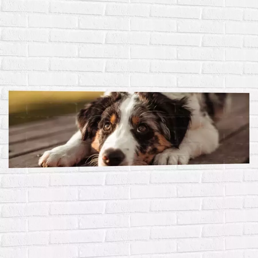 Muursticker Liggende Zwart met Witte Hond op Houten Picknicktafel 120x40 cm Foto op Muursticker