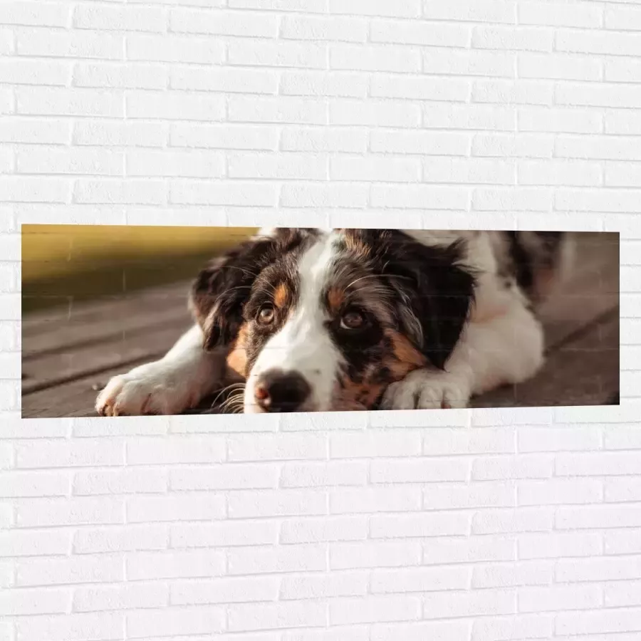 Muursticker Liggende Zwart met Witte Hond op Houten Picknicktafel 150x50 cm Foto op Muursticker