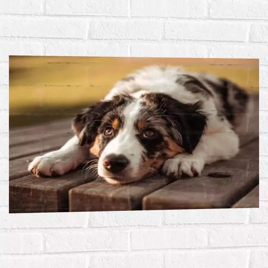 Muursticker Liggende Zwart met Witte Hond op Houten Picknicktafel 75x50 cm Foto op Muursticker