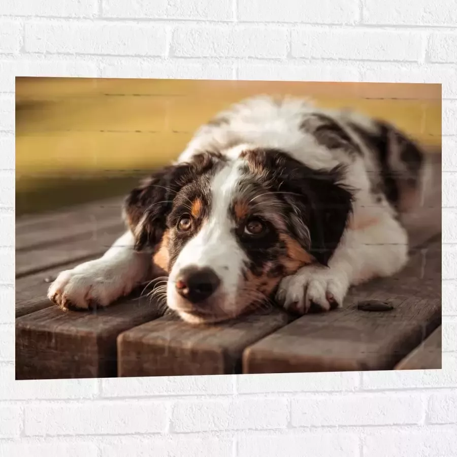 Muursticker Liggende Zwart met Witte Hond op Houten Picknicktafel 80x60 cm Foto op Muursticker