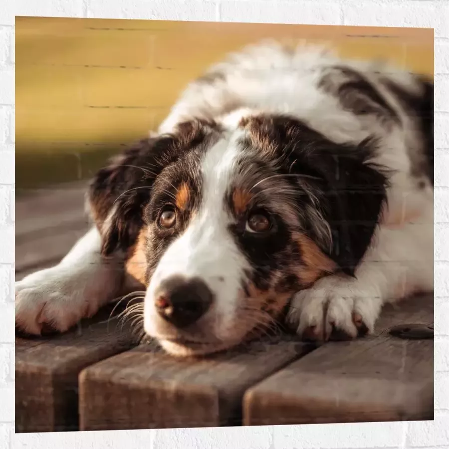 Muursticker Liggende Zwart met Witte Hond op Houten Picknicktafel 80x80 cm Foto op Muursticker