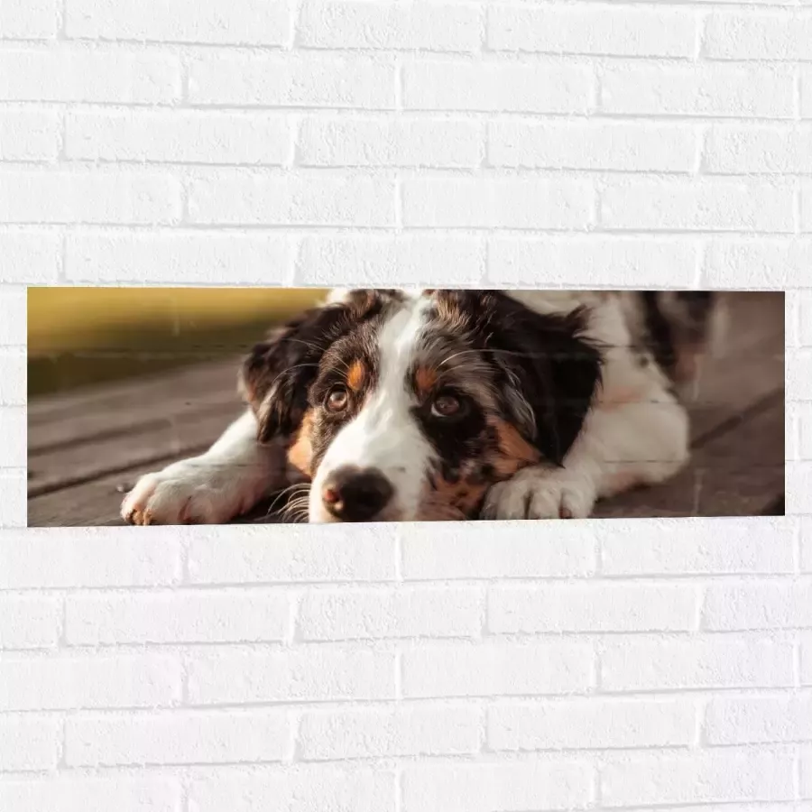 Muursticker Liggende Zwart met Witte Hond op Houten Picknicktafel 90x30 cm Foto op Muursticker