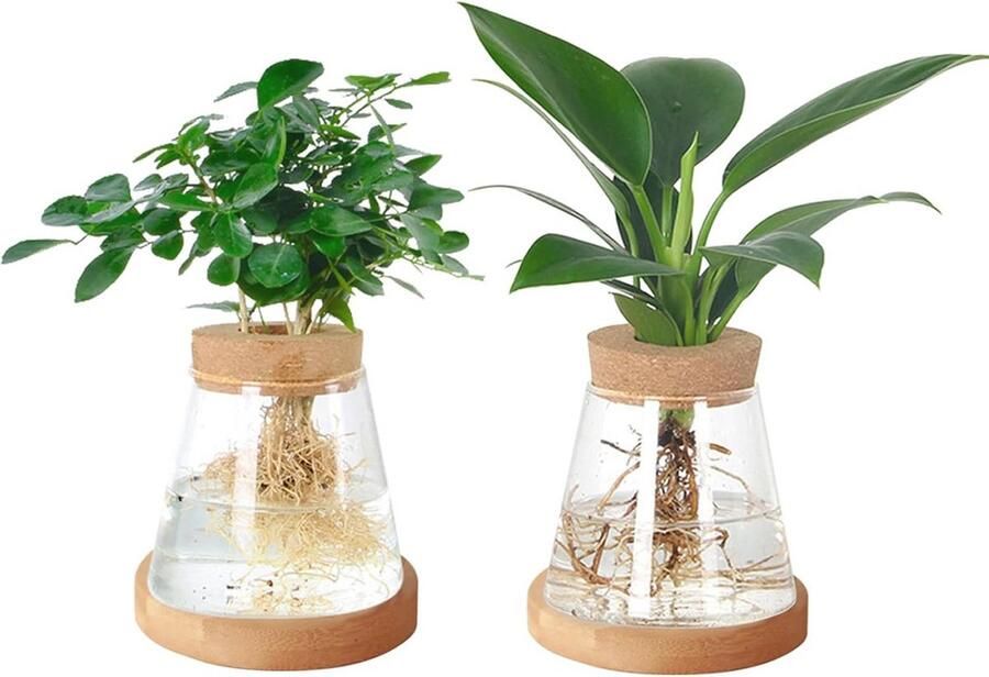 Planten Voortplanting Station Glazen Terrarium voor Hydrocultuur en Tafel Decor