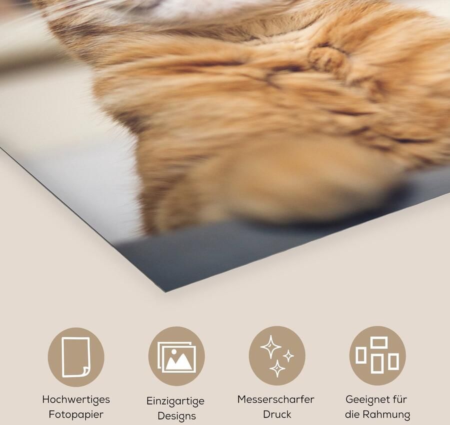 Poster 50x50 cm Kat Bank Oranje Posters Kamer decoratie Wanddecoratie woonkamer Muurdecoratie slaapkamer - Foto 3