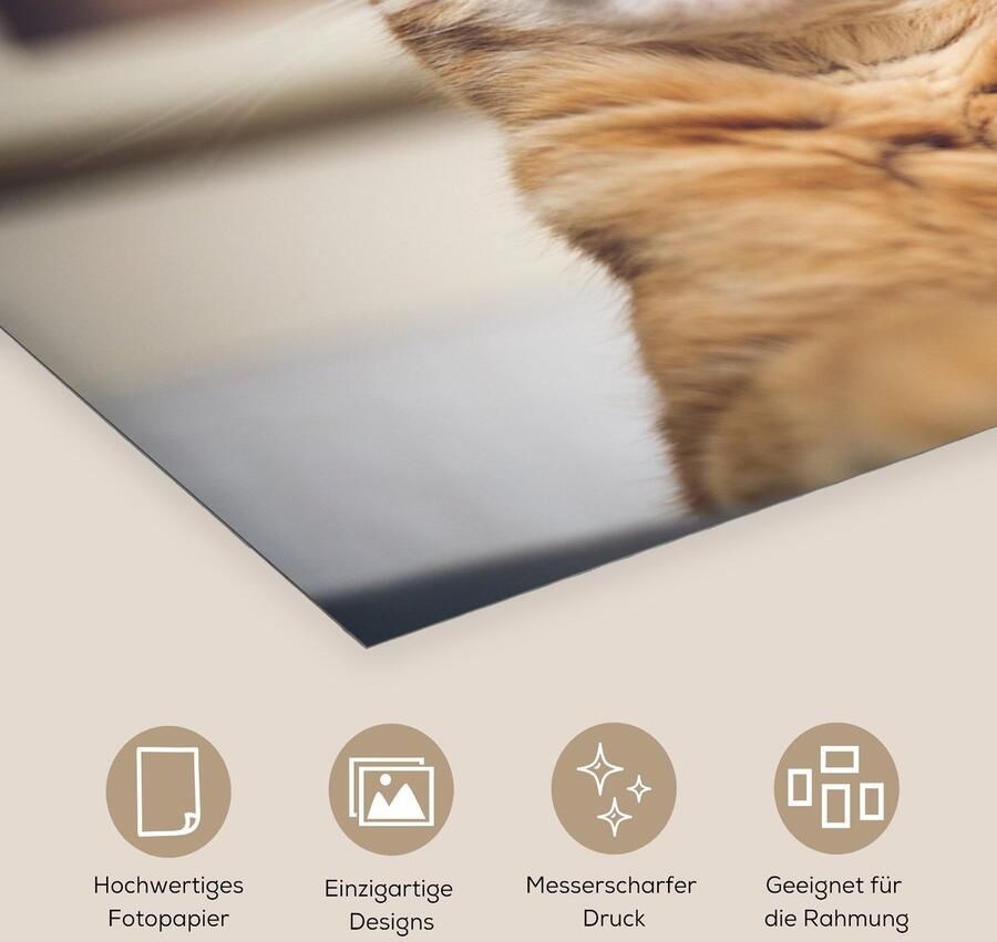 Poster 150x75 cm Kat Bank Oranje Posters Kamer decoratie Wanddecoratie woonkamer Muurdecoratie slaapkamer - Foto 2