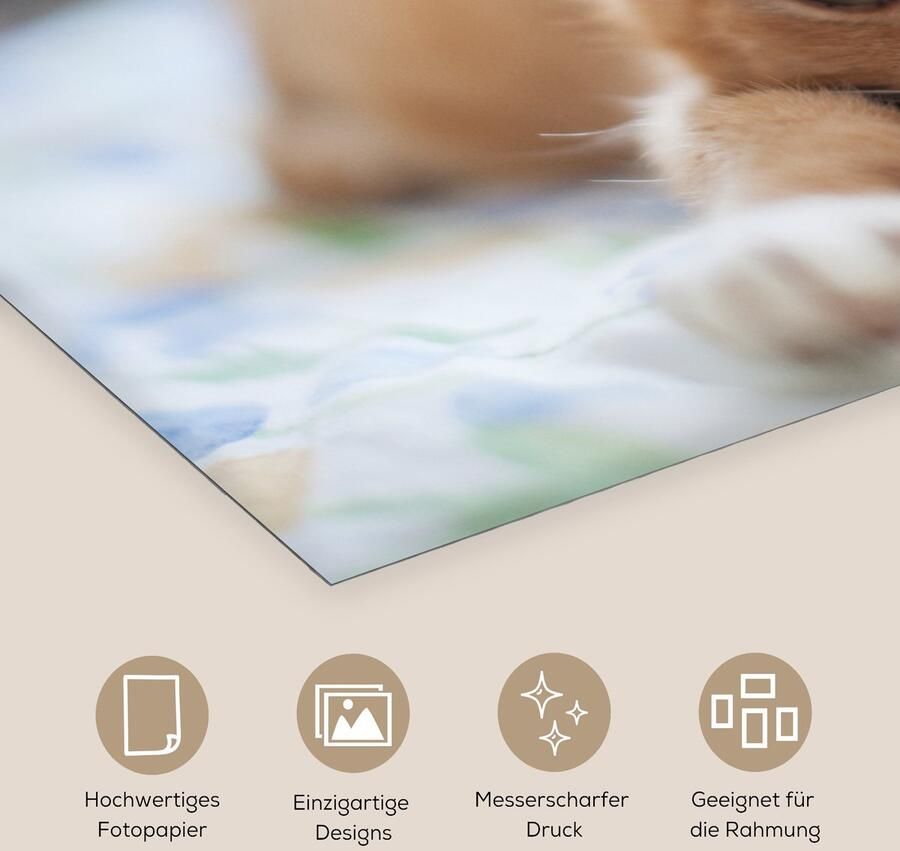 Poster 80x40 cm Kat Bed Bedsprei Meisjes Kinderen Jongens Kind Posters Kamer decoratie Wanddecoratie woonkamer Muurdecoratie slaapkamer - Foto 2