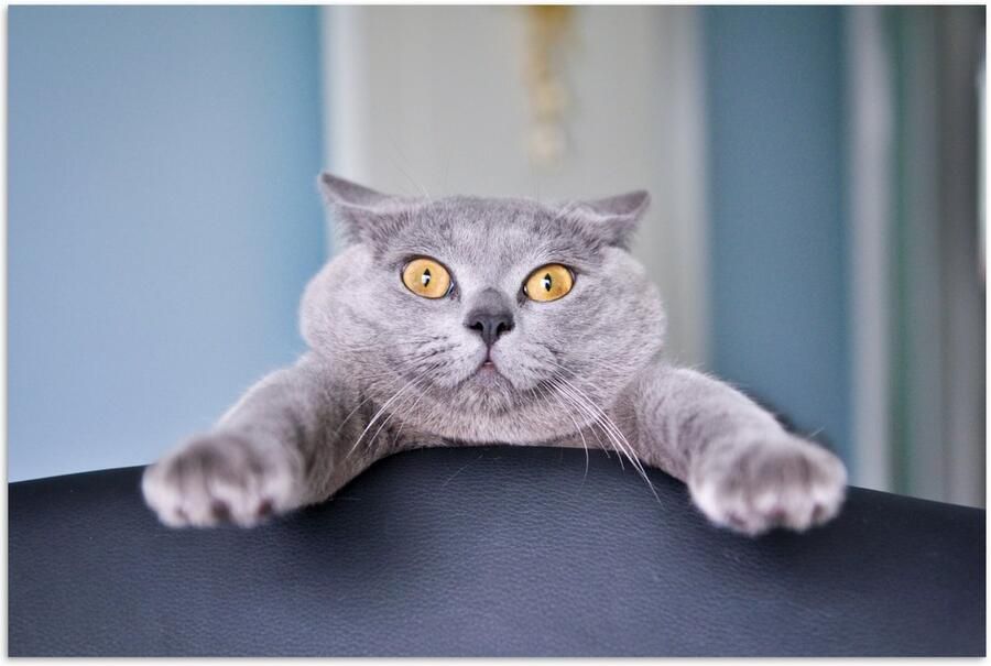 PosterMonkey Angstige kat hangend aan stoel 180x120 cm XXL Groot formaat! Foto print op Poster (wanddecoratie woonkamer slaapkamer) - Foto 2