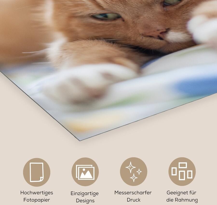 Poster 50x50 cm Kat Bed Bedsprei Meisjes Kinderen Jongens Kind Posters Kamer decoratie Wanddecoratie woonkamer Muurdecoratie slaapkamer - Foto 2