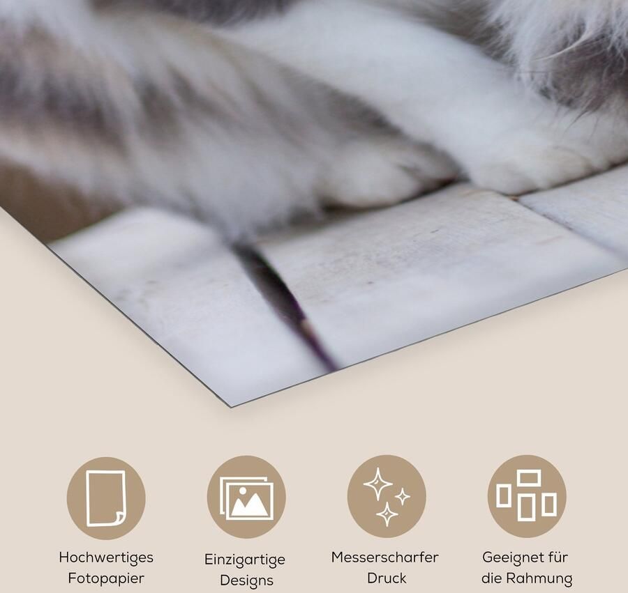 Poster 40x80 cm Kat Portret Tafel Meisjes Kinderen Jongens Kids Posters Kamer decoratie Wanddecoratie woonkamer Muurdecoratie slaapkamer - Foto 2