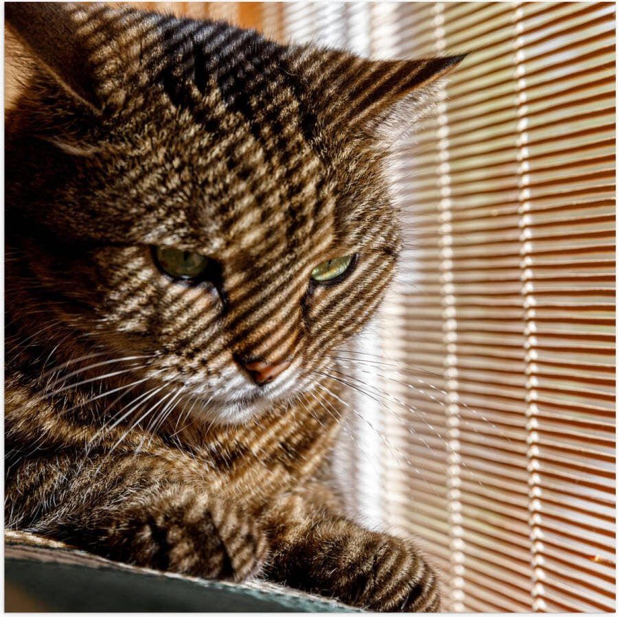 Poster Glanzend – Gestreepte kat zit op bank voort het raam 50x50 cm Foto op Posterpapier met Glanzende Afwerking