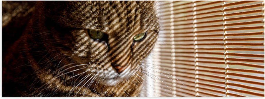Poster Glanzend – Gestreepte kat zit op bank voort het raam 60x20 cm Foto op Posterpapier met Glanzende Afwerking