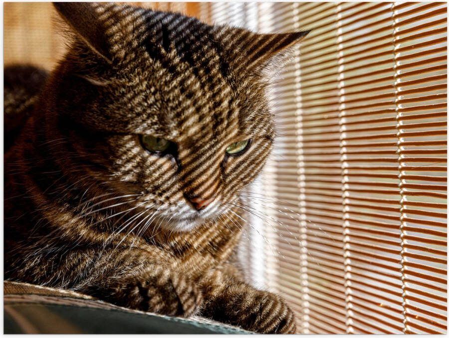 Poster Glanzend – Gestreepte kat zit op bank voort het raam 80x60 cm Foto op Posterpapier met Glanzende Afwerking