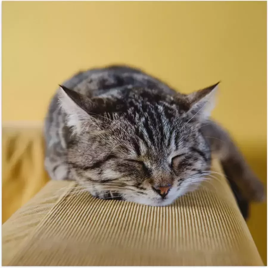 Poster Glanzend – Liggende Bruine Kat op Leuning van Bank 100x100 cm Foto op Posterpapier met Glanzende Afwerking