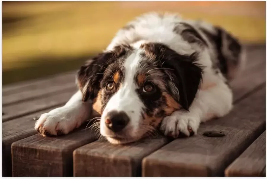 Poster Glanzend – Liggende Zwart met Witte Hond op Houten Picknicktafel 60x40 cm Foto op Posterpapier met Glanzende Afwerking