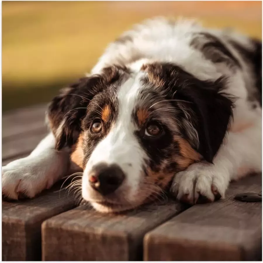 Poster Glanzend – Liggende Zwart met Witte Hond op Houten Picknicktafel 80x80 cm Foto op Posterpapier met Glanzende Afwerking