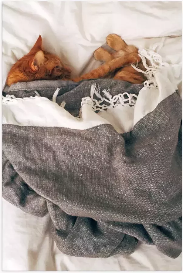 Poster Glanzend – Rode Kat onder Deken op Bed 40x60 cm Foto op Posterpapier met Glanzende Afwerking