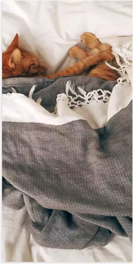 Poster Glanzend – Rode Kat onder Deken op Bed 50x100 cm Foto op Posterpapier met Glanzende Afwerking