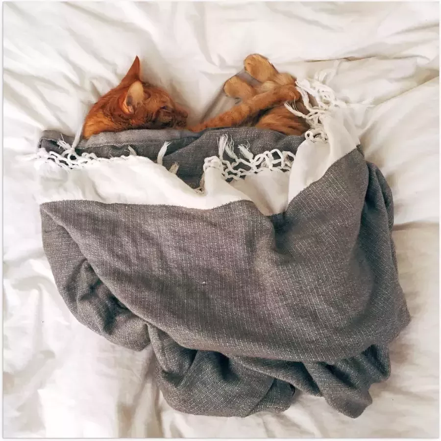 Poster Glanzend – Rode Kat onder Deken op Bed 50x50 cm Foto op Posterpapier met Glanzende Afwerking