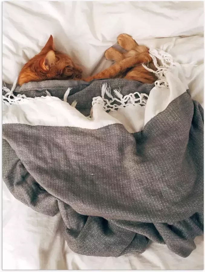 Poster Glanzend – Rode Kat onder Deken op Bed 60x80 cm Foto op Posterpapier met Glanzende Afwerking