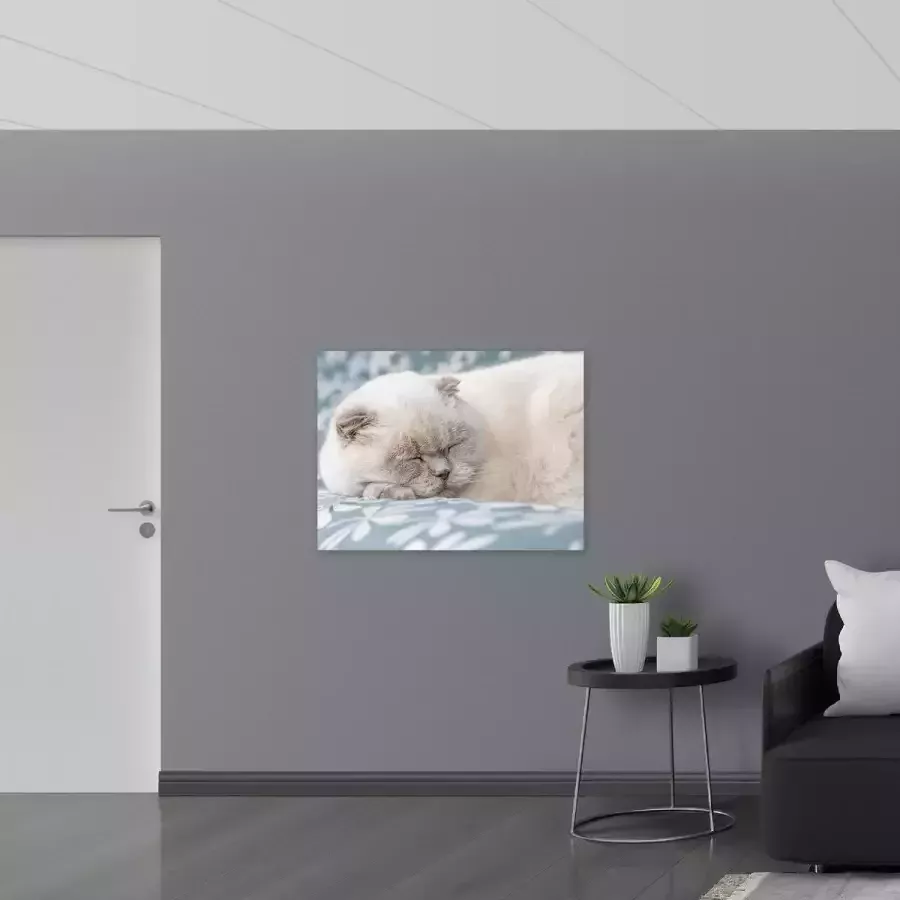 Poster Glanzend – Slapende Beige Briste Korthaar op Blauw met Witte Bank 100x75 cm Foto op Posterpapier met Glanzende Afwerking